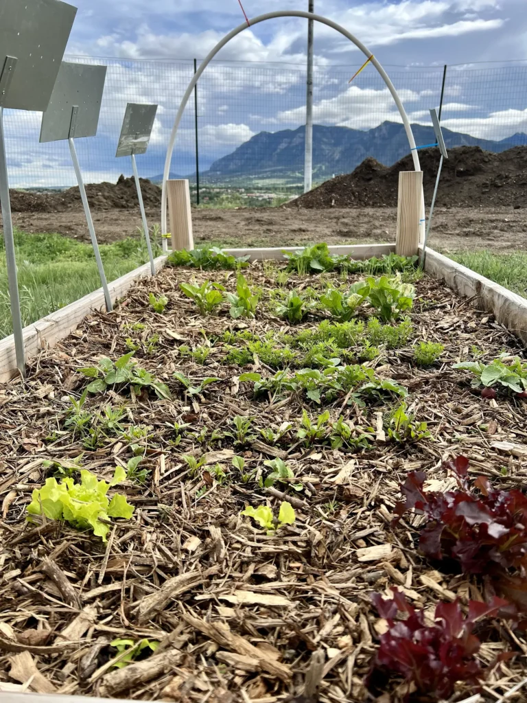 A closeup of a garden bed cultivating plants