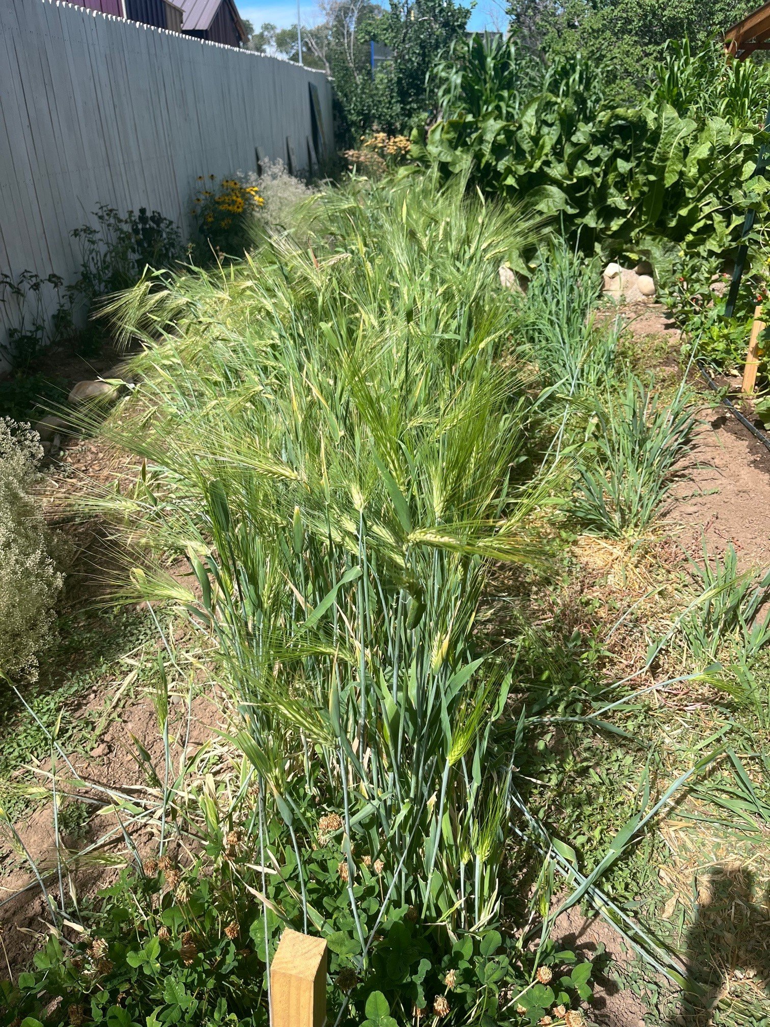   Experiential learning opportunities for students range from the Garden Explorers program for pre-kindergarten through 5th graders to STEM in the Garden lessons in middle school and paid summer internships for those in high school.   