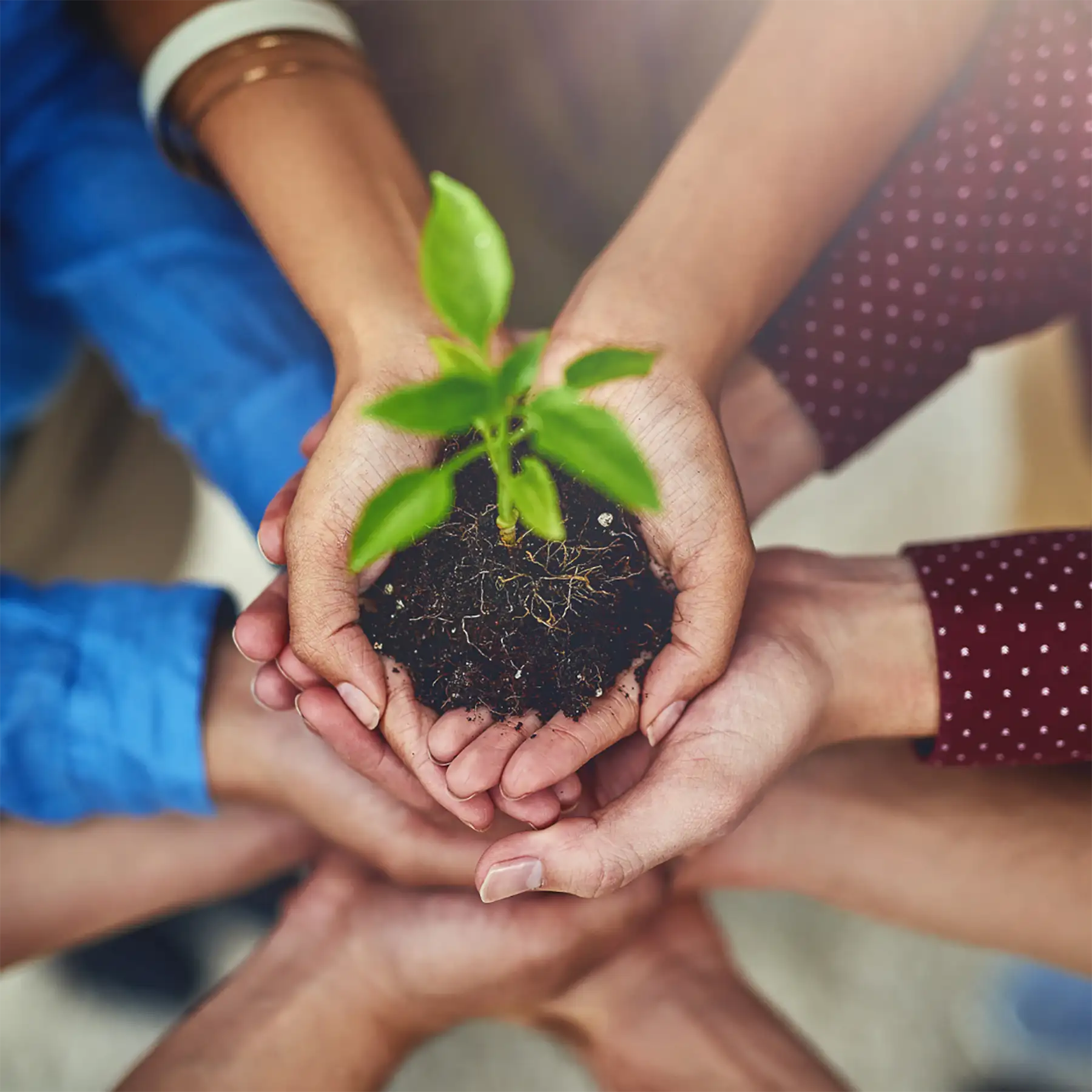 An overhead view of a group of people reaching their hands in towards the center to hold a plant in soil