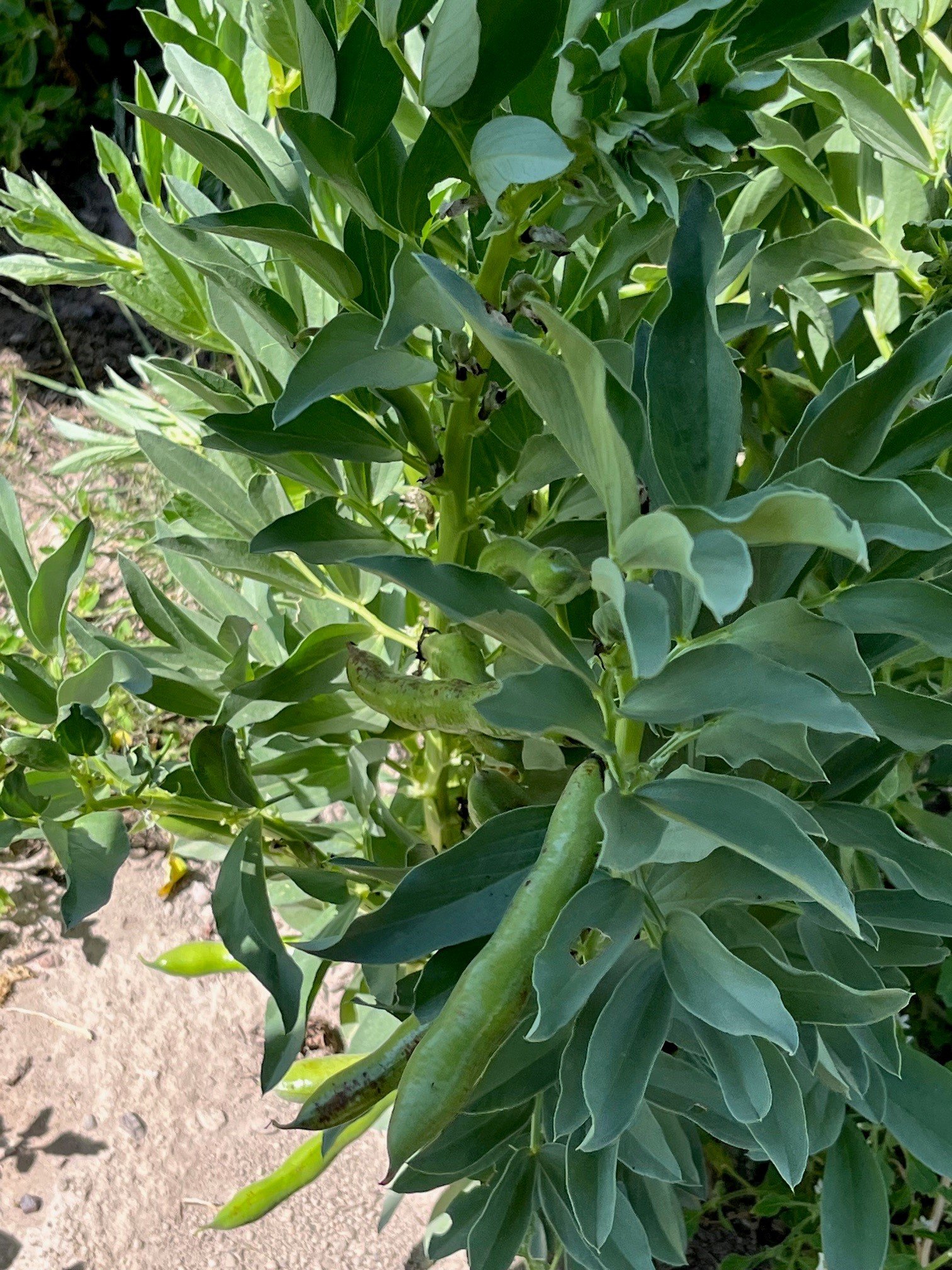   Granjas en el valle alpino más grande del mundo proveen para personas localmente y en todo el país.   
