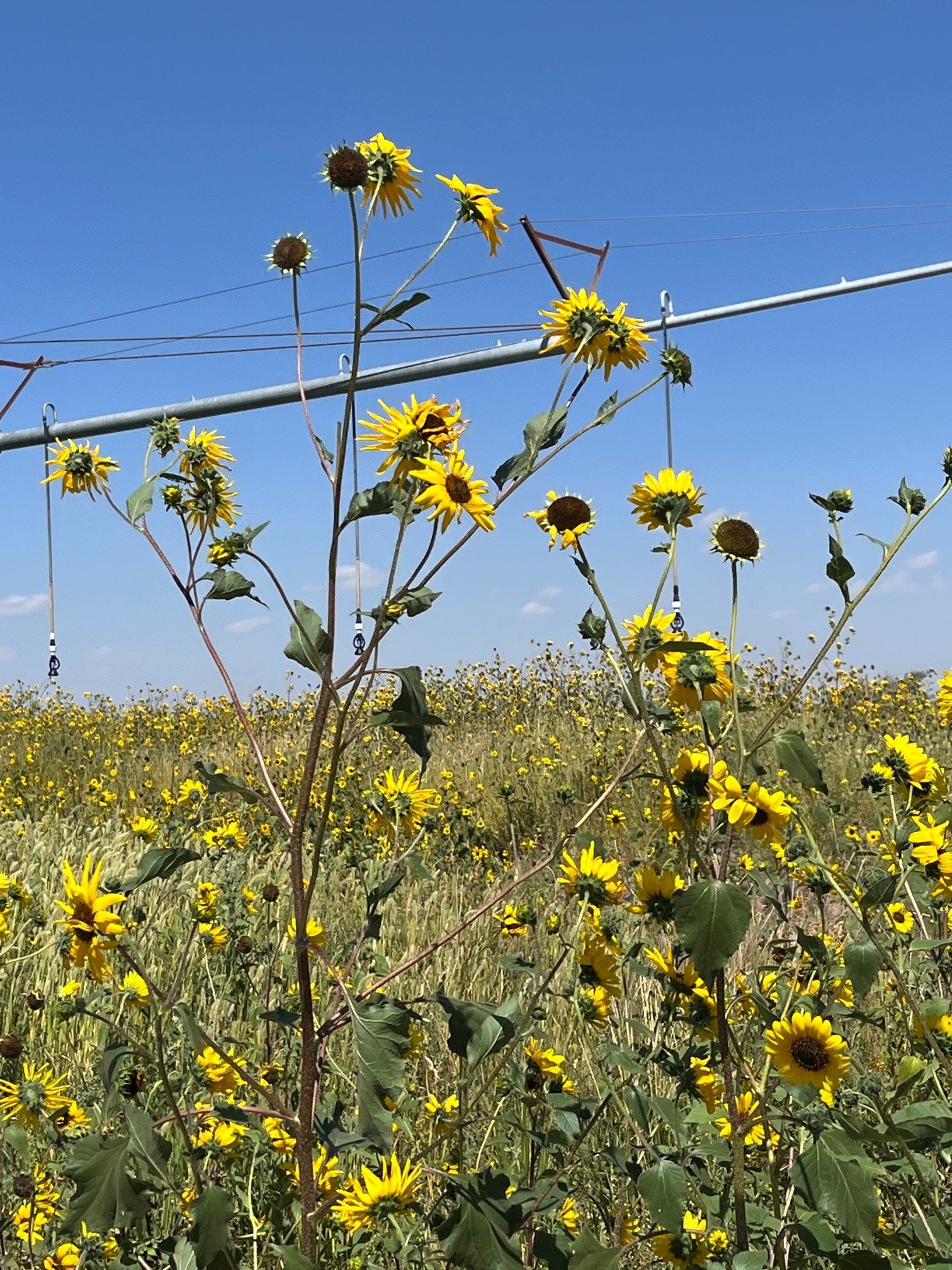   Valley Roots Food Hub sirve como un eslabón entre productores locales y compradores locales.  