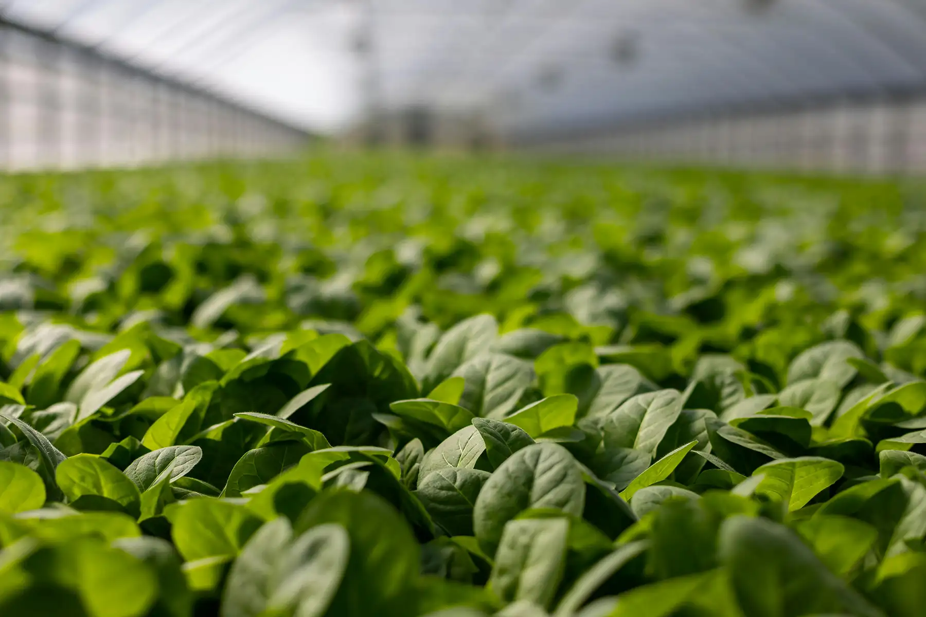 A long field of leafy produce inside of a greenhouse