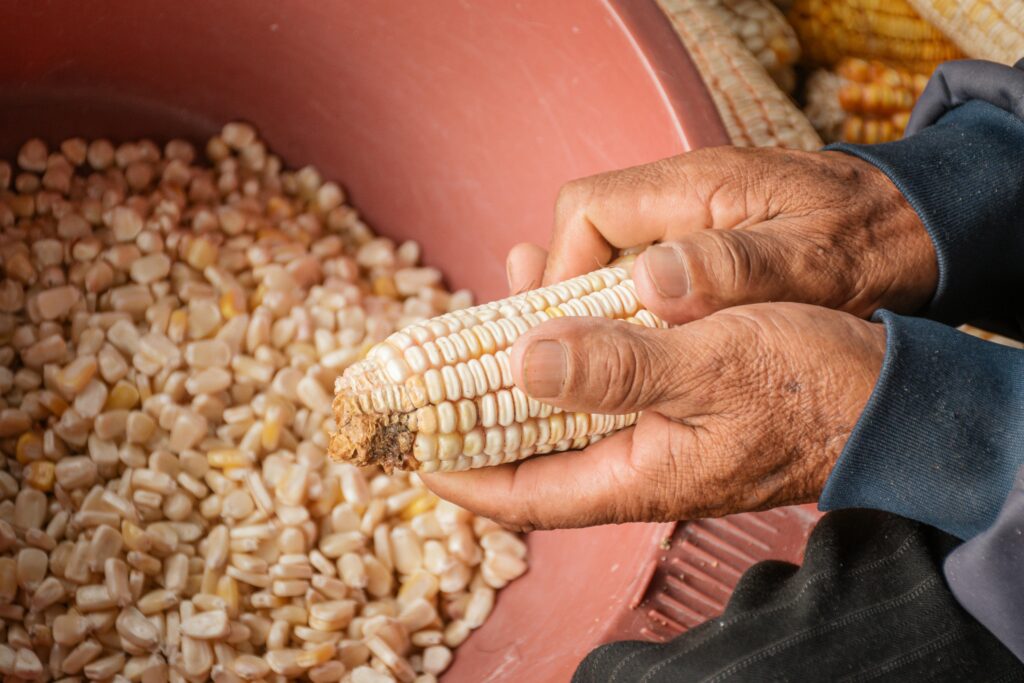 Corn being removed from the cob by hand into a bowl with other corn pieces