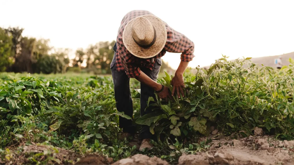 A farmer leans down and inspects crops.