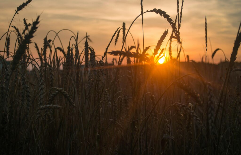 Sunrise or sunset on wheat in field / Amanecer o atardecer sobre un campo de trigo