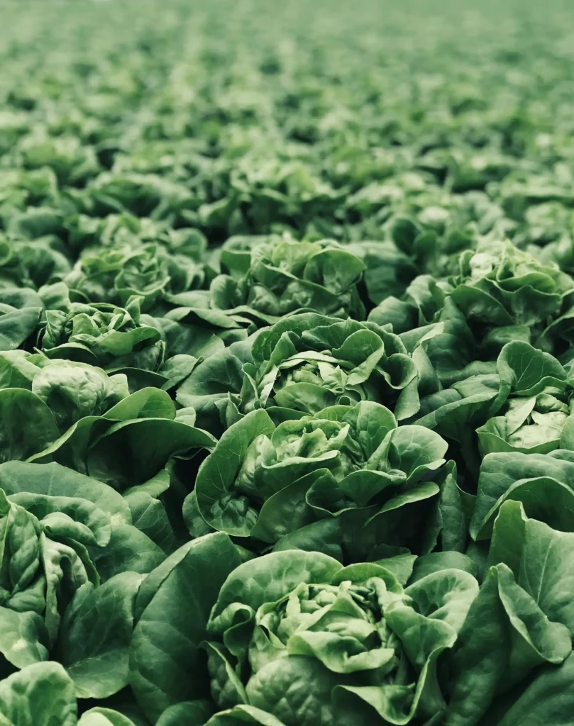a field of shrubs of lettuce